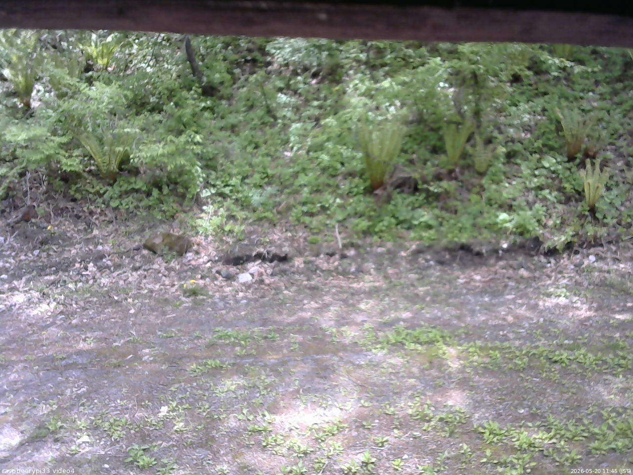 長野県菅平高原 ゆたか山荘 東側(坂下) 2026/05/20 11:45