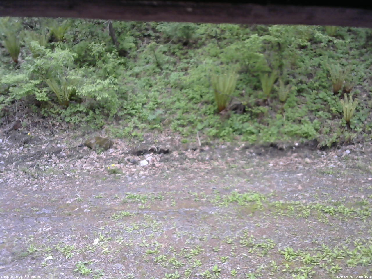 長野県菅平高原 ゆたか山荘 東側(坂下) 2026/05/20 12:00