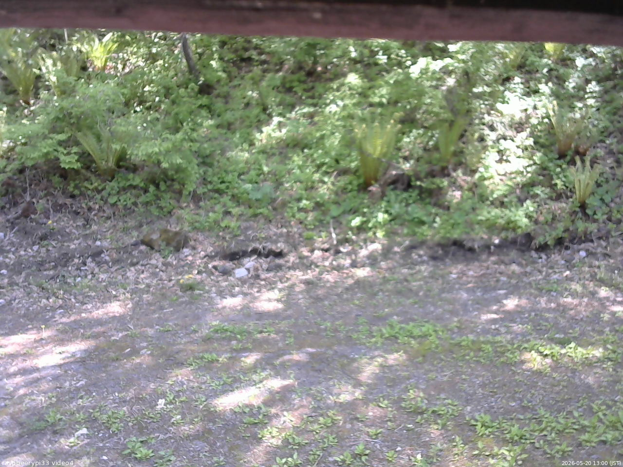 長野県菅平高原 ゆたか山荘 東側(坂下) 2026/05/20 13:00