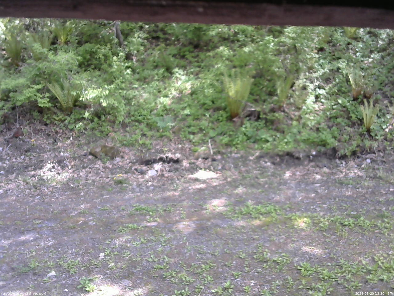 長野県菅平高原 ゆたか山荘 東側(坂下) 2026/05/20 13:30