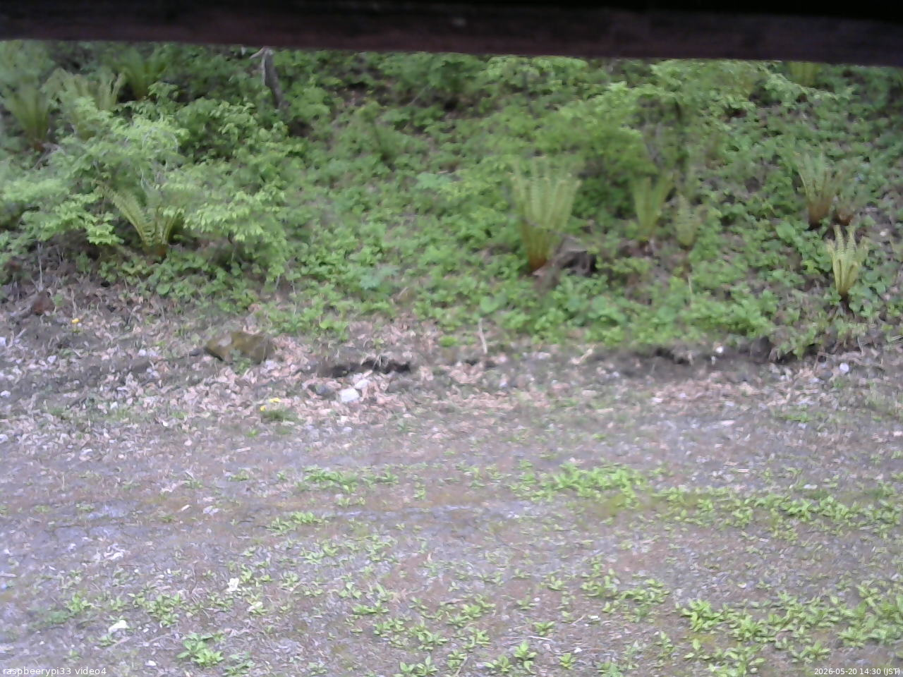長野県菅平高原 ゆたか山荘 東側(坂下) 2026/05/20 14:30