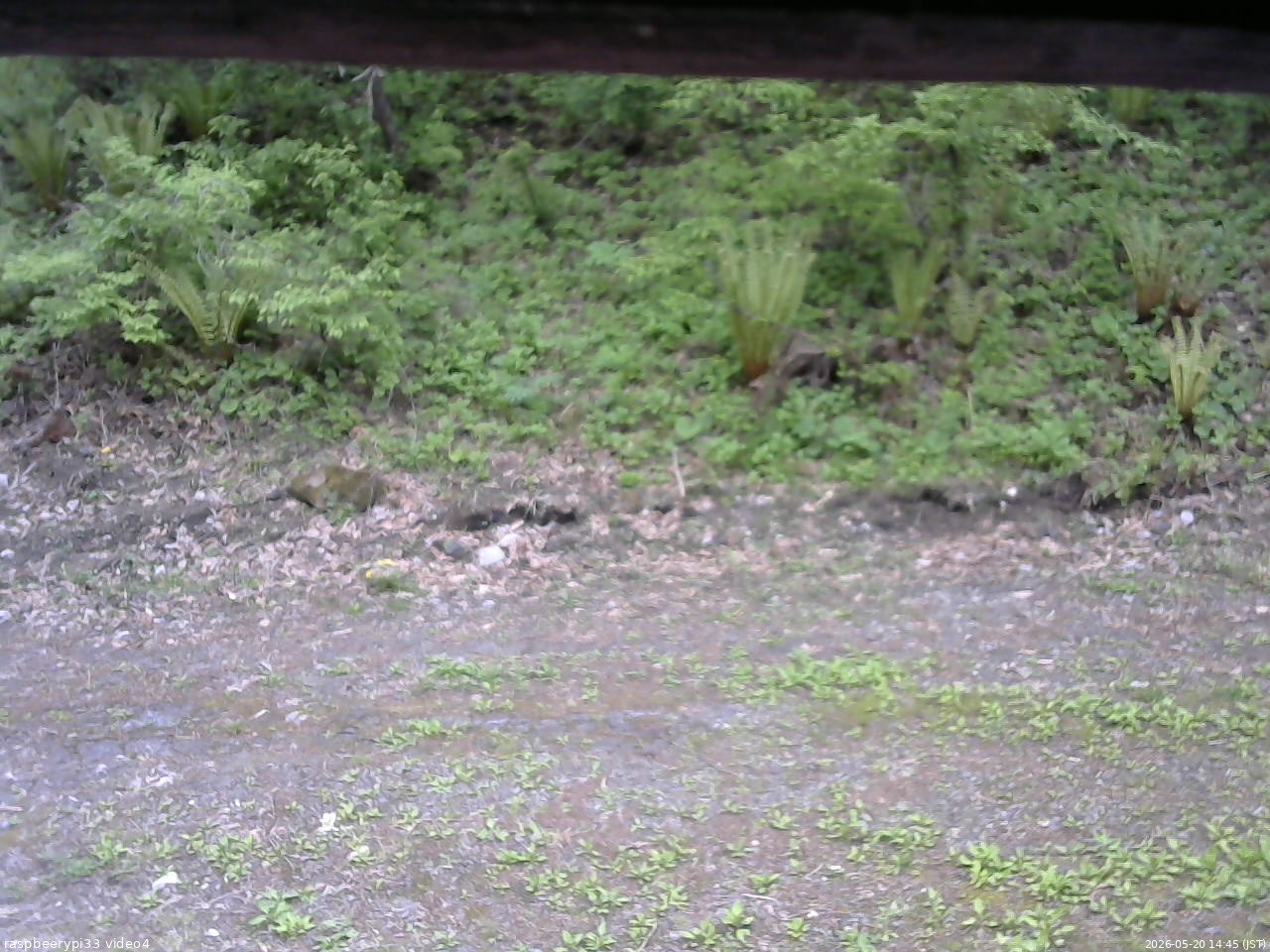 長野県菅平高原 ゆたか山荘 東側(坂下) 2026/05/20 14:45