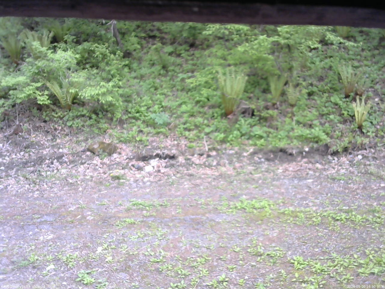 長野県菅平高原 ゆたか山荘 東側(坂下) 2026/05/20 16:30