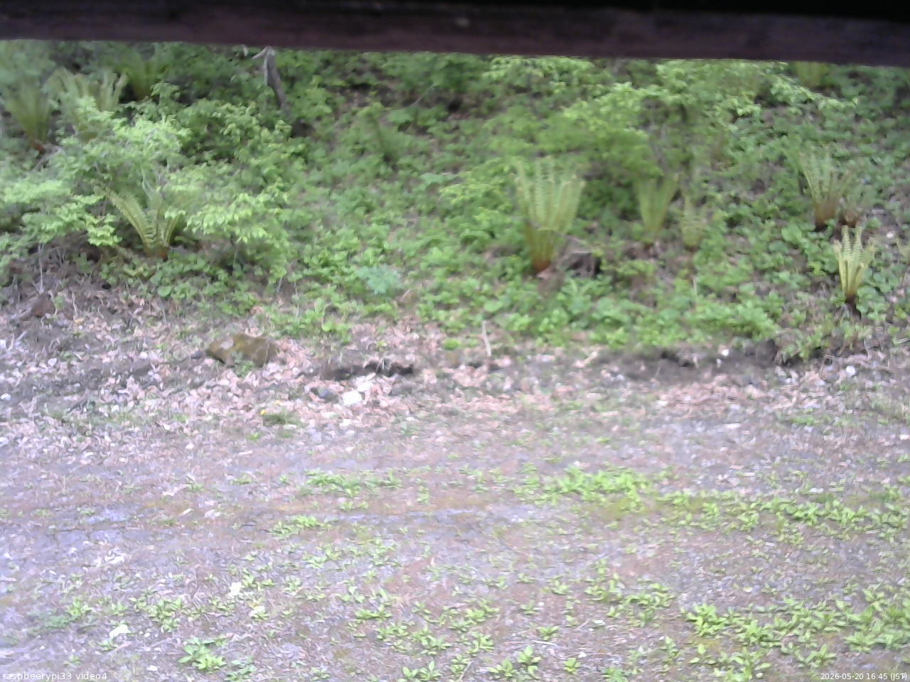 長野県菅平高原 ゆたか山荘 東側(坂下) 2026/05/20 16:45