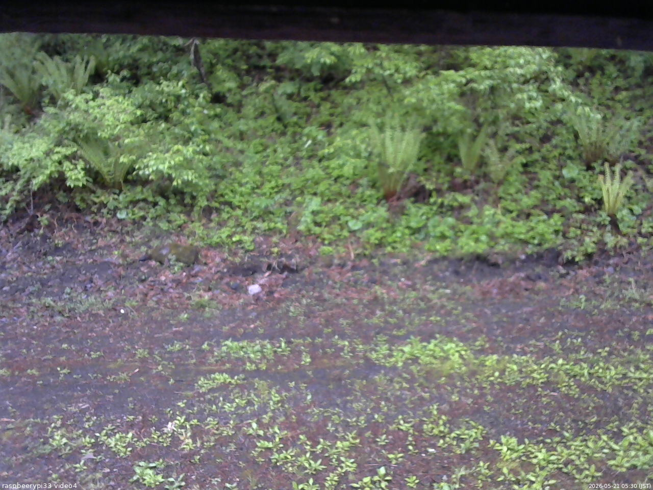 長野県菅平高原 ゆたか山荘 東側(坂下) 2026/05/21 05:30