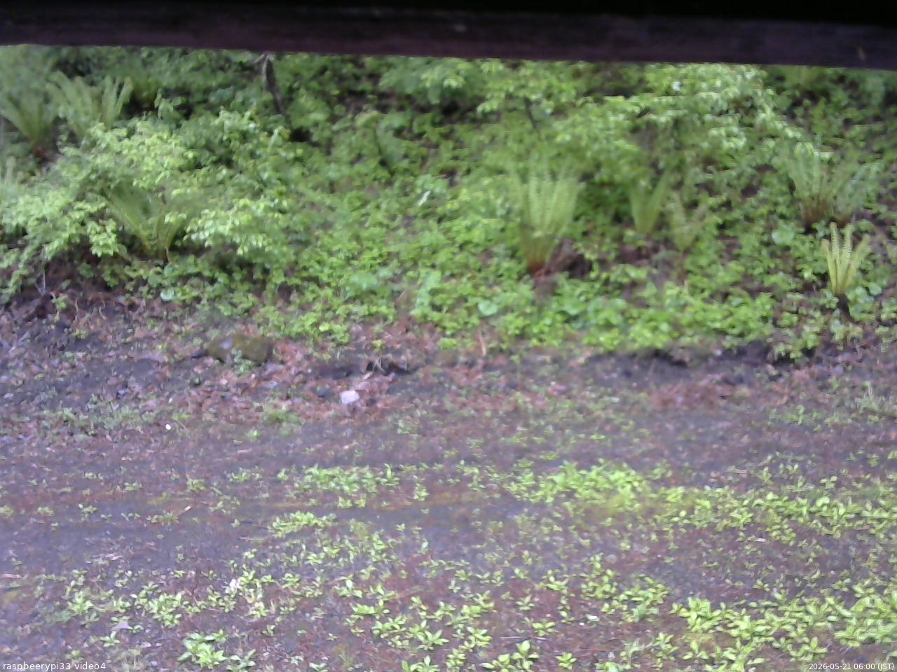 長野県菅平高原 ゆたか山荘 東側(坂下) 2026/05/21 06:00