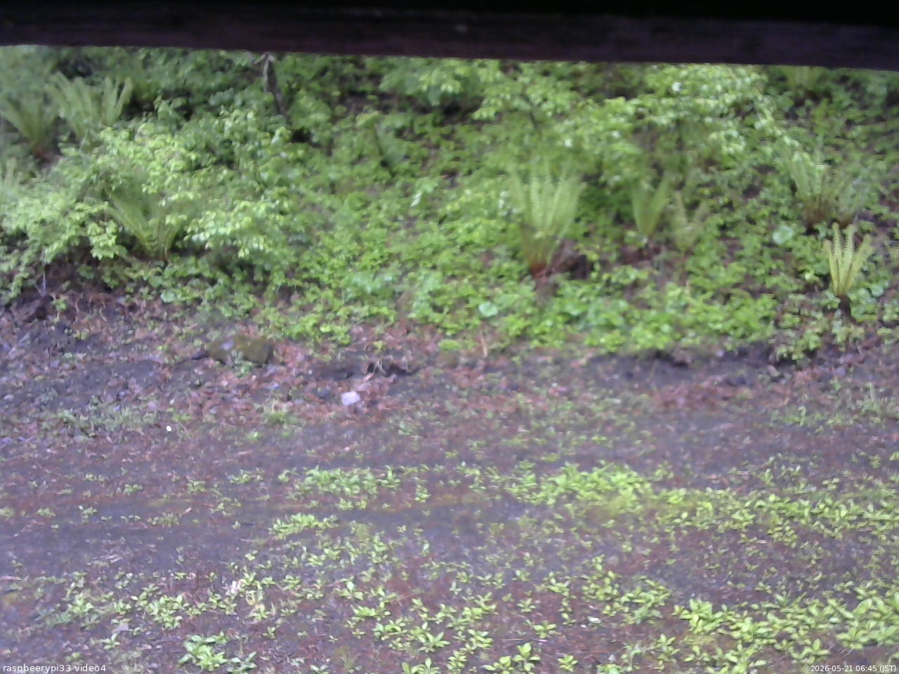 長野県菅平高原 ゆたか山荘 東側(坂下) 2026/05/21 06:45