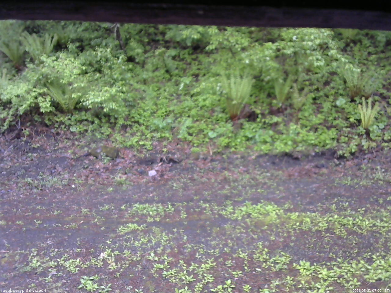長野県菅平高原 ゆたか山荘 東側(坂下) 2026/05/21 07:00