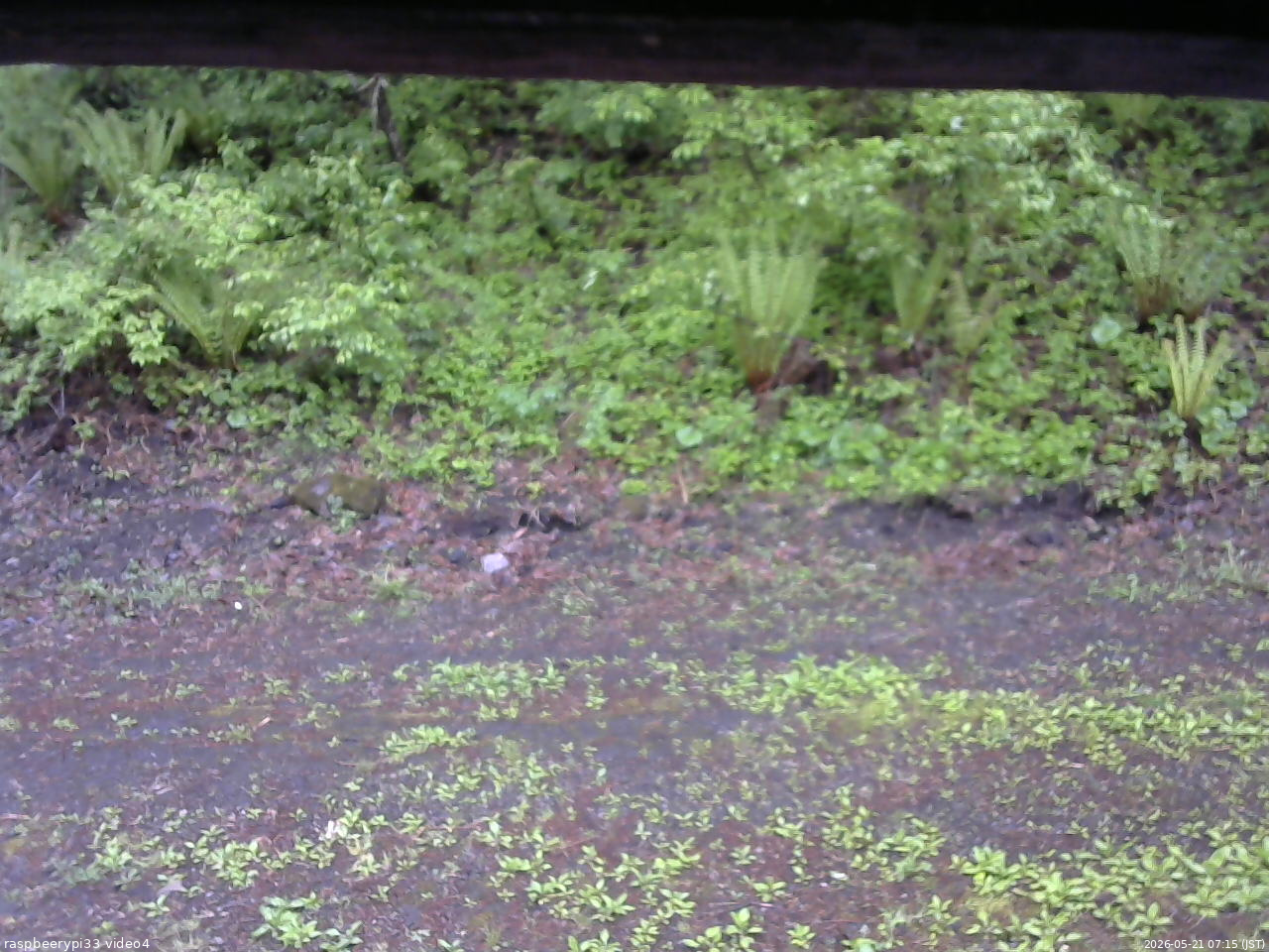 長野県菅平高原 ゆたか山荘 東側(坂下) 2026/05/21 07:15