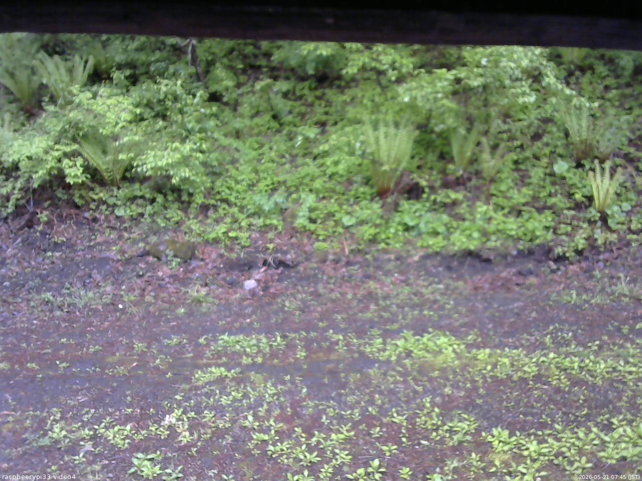 長野県菅平高原 ゆたか山荘 東側(坂下) 2026/05/21 07:45