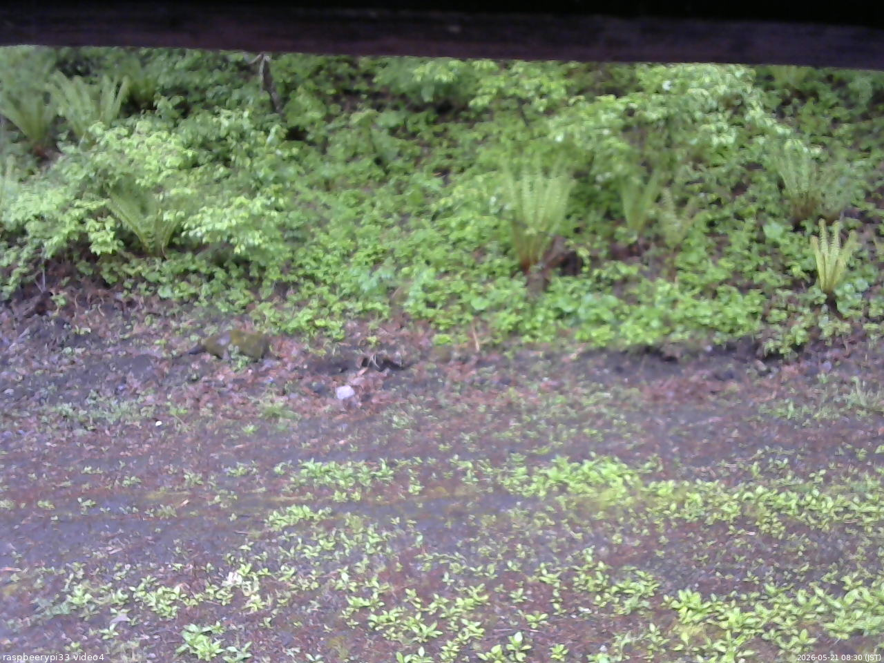 長野県菅平高原 ゆたか山荘 東側(坂下) 2026/05/21 08:30