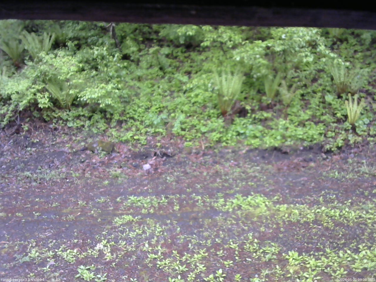 長野県菅平高原 ゆたか山荘 東側(坂下) 2026/05/21 09:00
