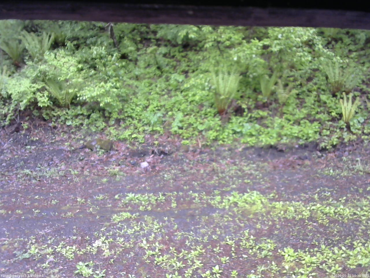 長野県菅平高原 ゆたか山荘 東側(坂下) 2026/05/21 10:30