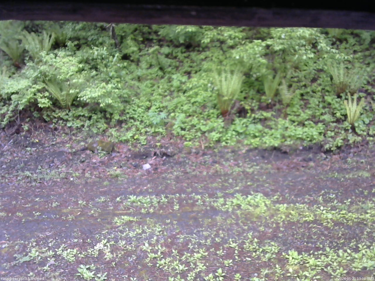 長野県菅平高原 ゆたか山荘 東側(坂下) 2026/05/21 13:00