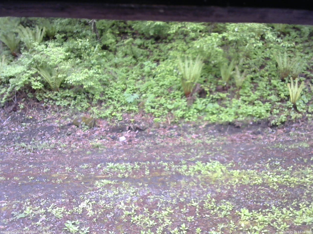 長野県菅平高原 ゆたか山荘 東側(坂下) 2026/05/21 13:30