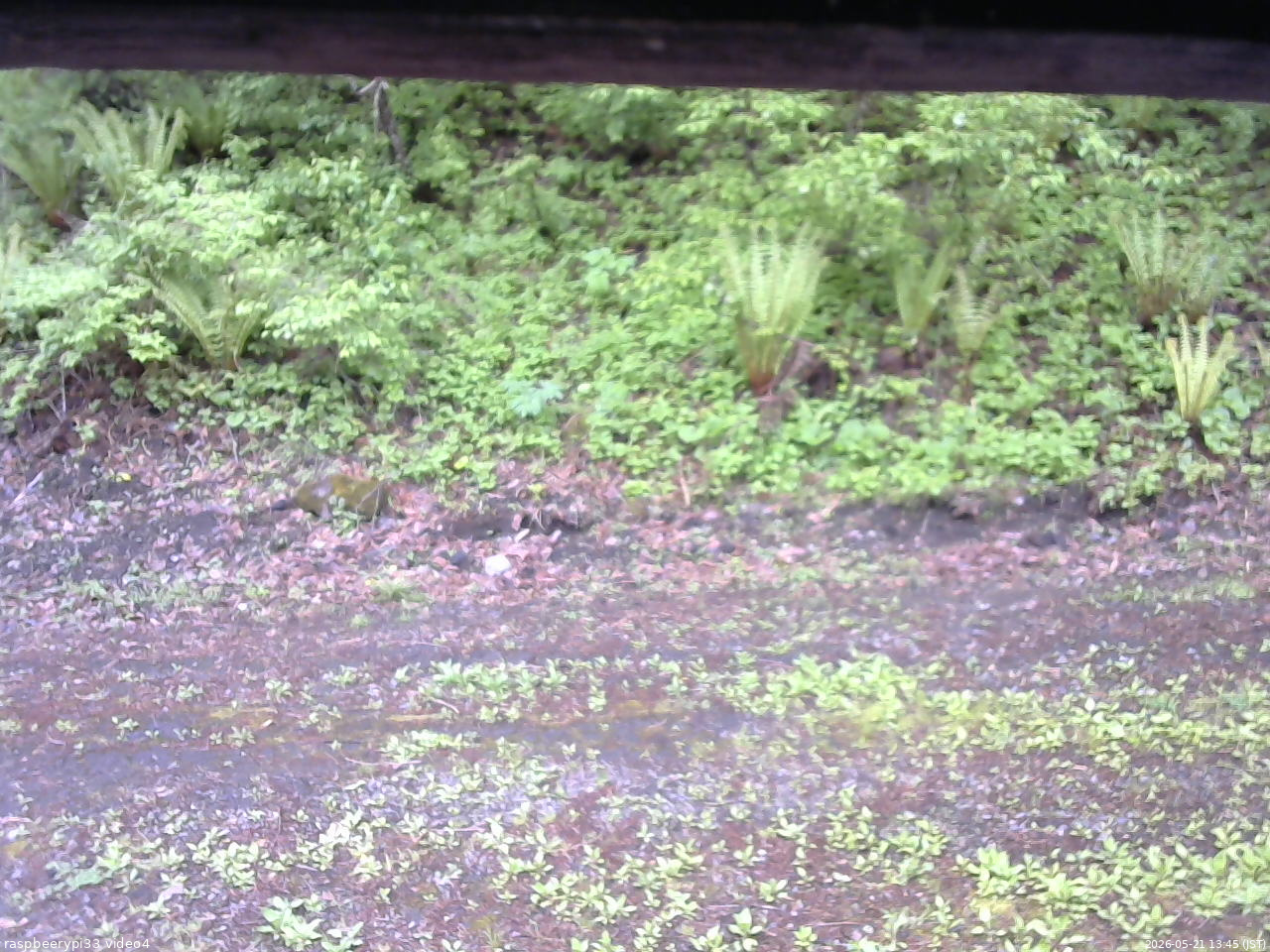 長野県菅平高原 ゆたか山荘 東側(坂下) 2026/05/21 13:45