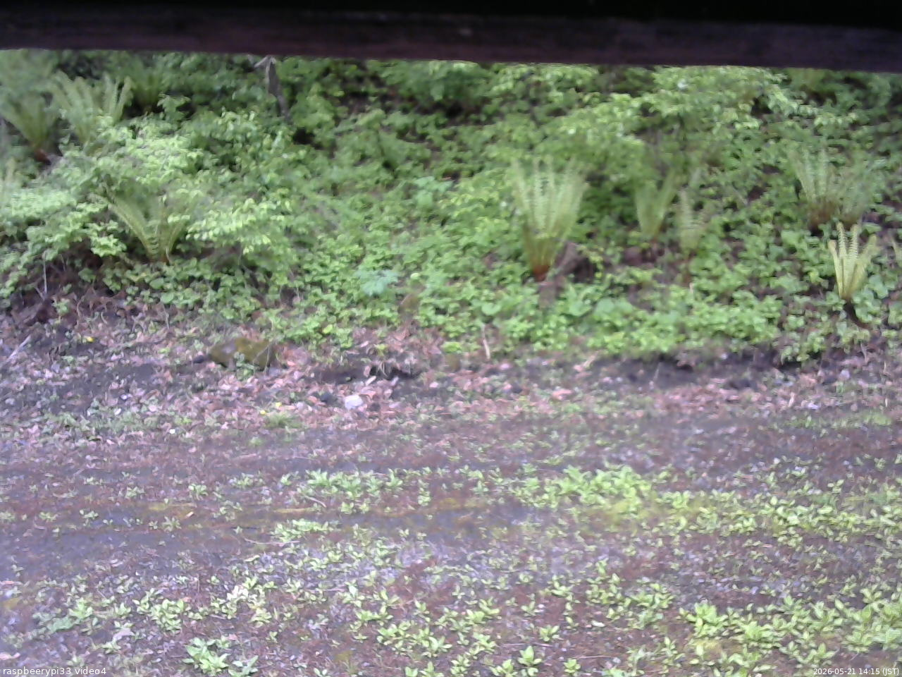長野県菅平高原 ゆたか山荘 東側(坂下) 2026/05/21 14:15