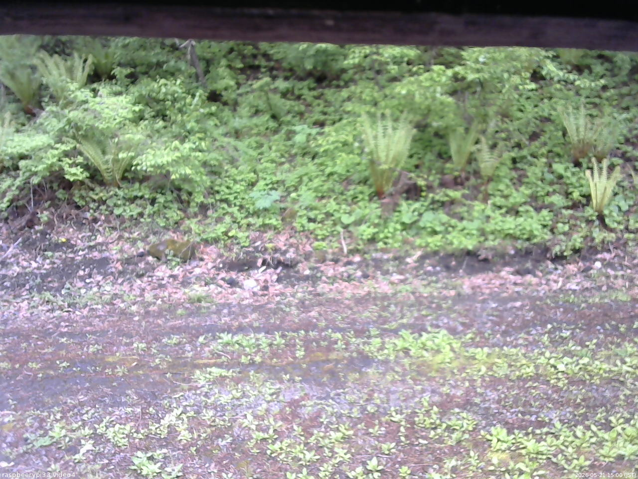 長野県菅平高原 ゆたか山荘 東側(坂下) 2026/05/21 15:00