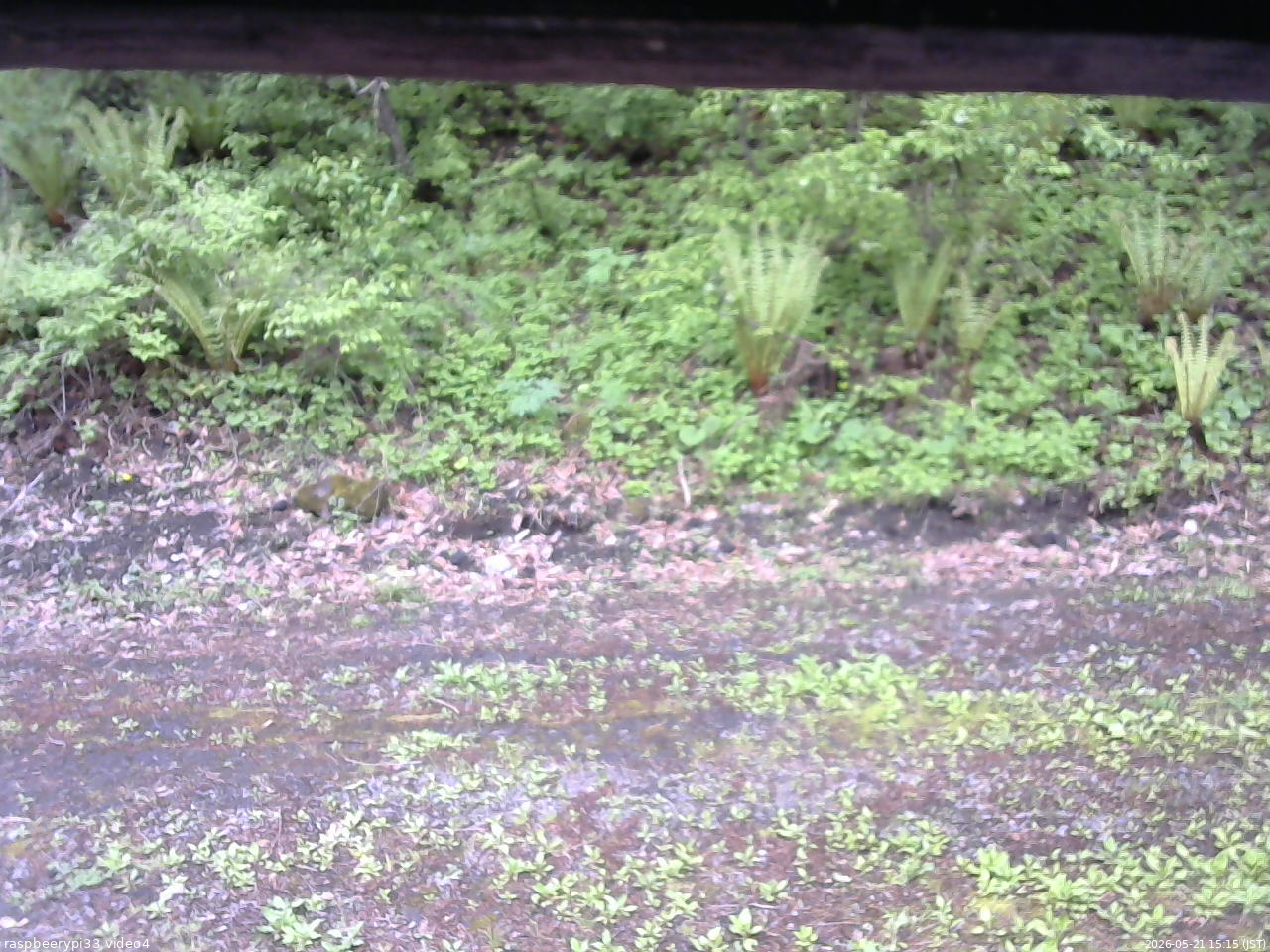 長野県菅平高原 ゆたか山荘 東側(坂下) 2026/05/21 15:15