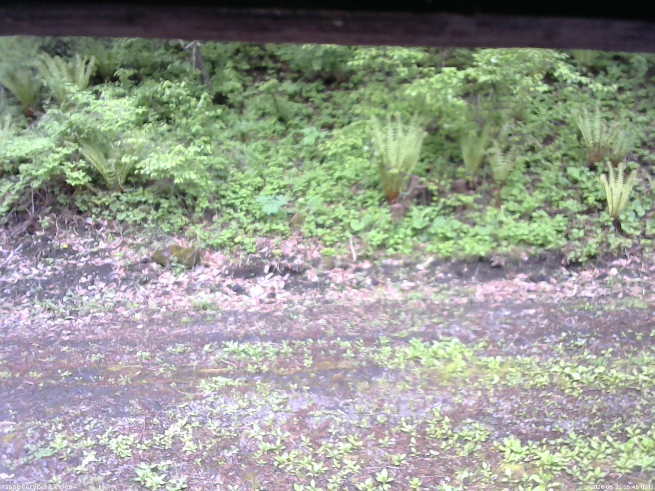 長野県菅平高原 ゆたか山荘 東側(坂下) 2026/05/21 15:45