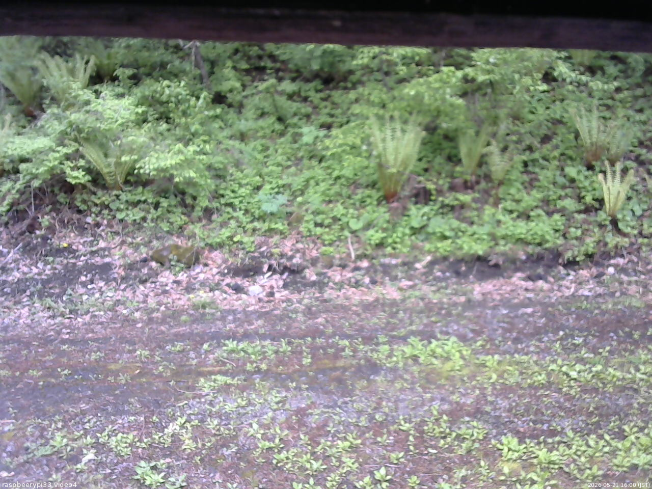 長野県菅平高原 ゆたか山荘 東側(坂下) 2026/05/21 16:00