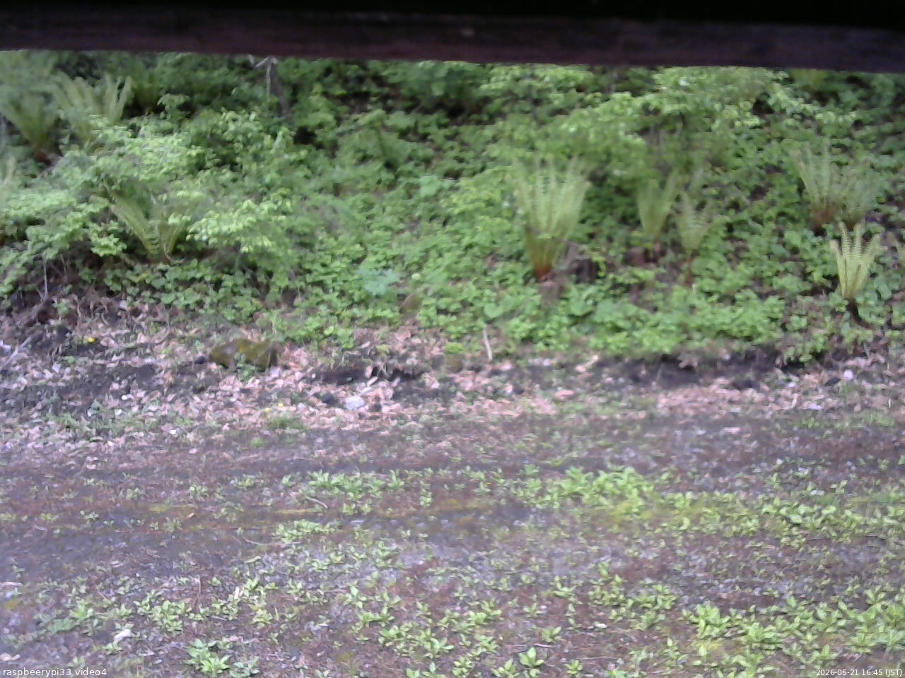長野県菅平高原 ゆたか山荘 東側(坂下) 2026/05/21 16:45
