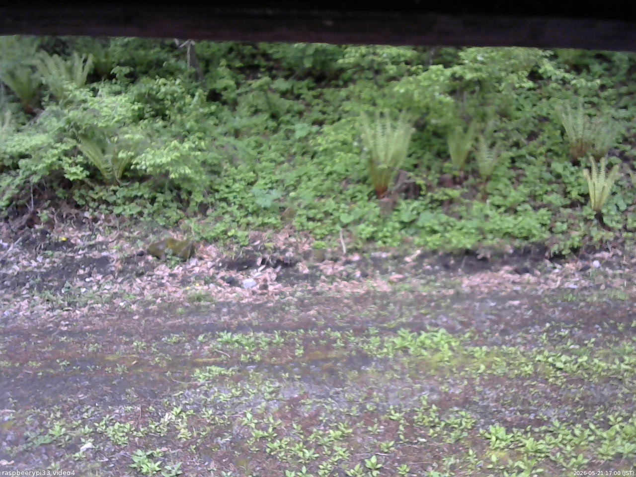 長野県菅平高原 ゆたか山荘 東側(坂下) 2026/05/21 17:00