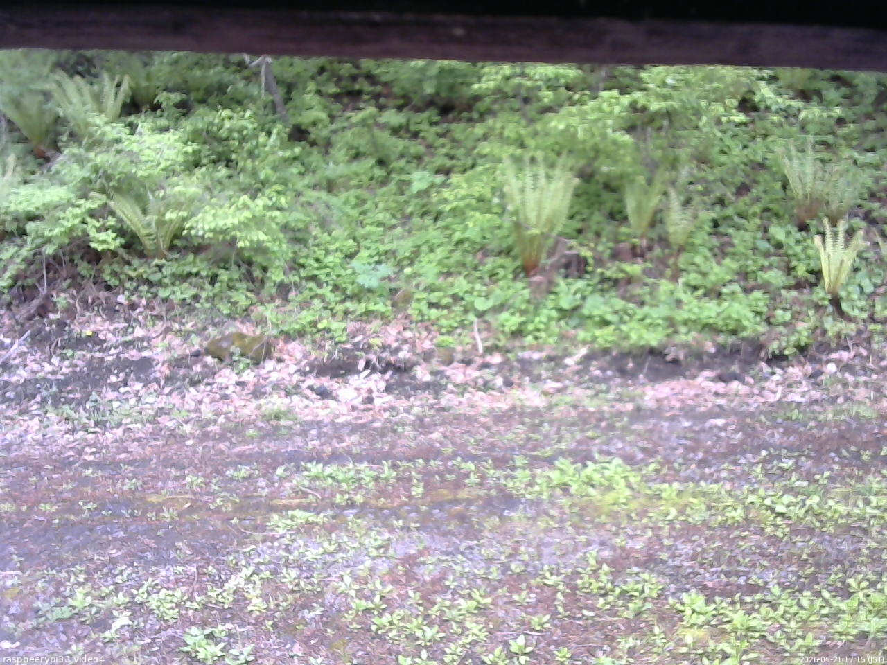 長野県菅平高原 ゆたか山荘 東側(坂下) 2026/05/21 17:15