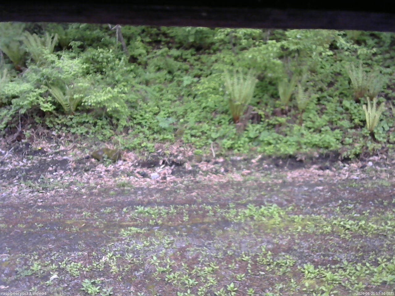 長野県菅平高原 ゆたか山荘 東側(坂下) 2026/05/21 17:30