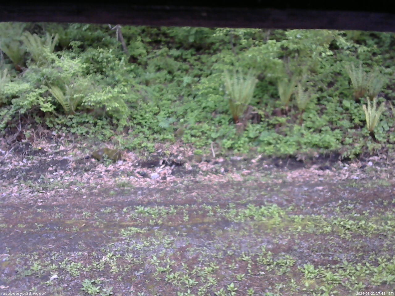 長野県菅平高原 ゆたか山荘 東側(坂下) 2026/05/21 17:45