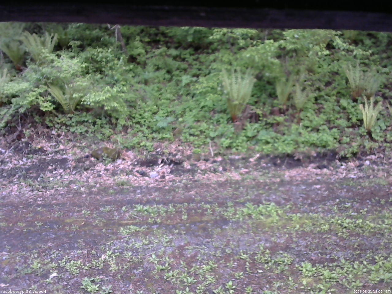 長野県菅平高原 ゆたか山荘 東側(坂下) 2026/05/21 18:00
