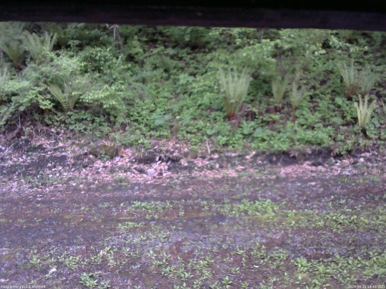 長野県菅平高原 ゆたか山荘 東側(坂下) 2026/05/21 18:45