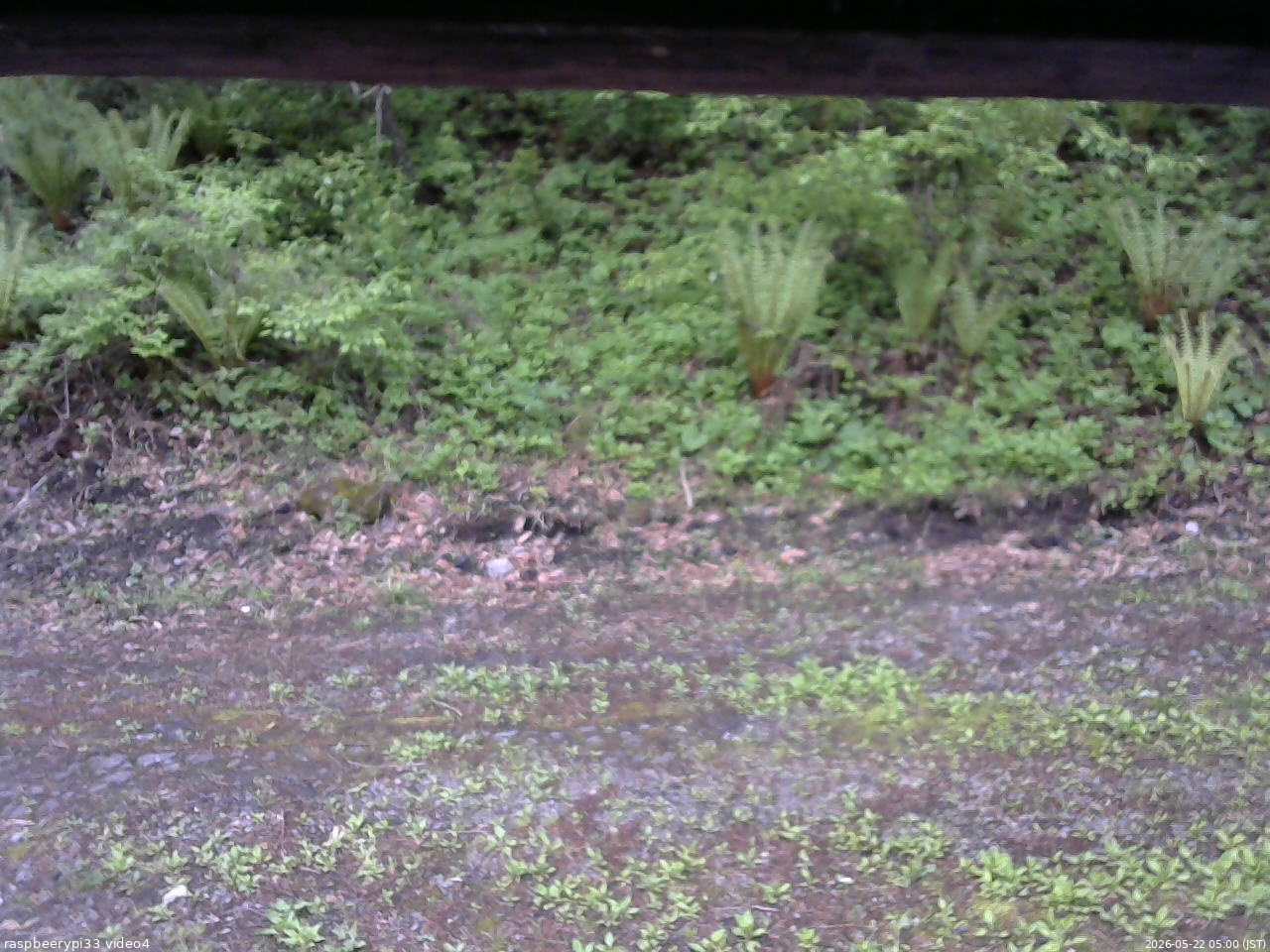 長野県菅平高原 ゆたか山荘 東側(坂下) 2026/05/22 05:00
