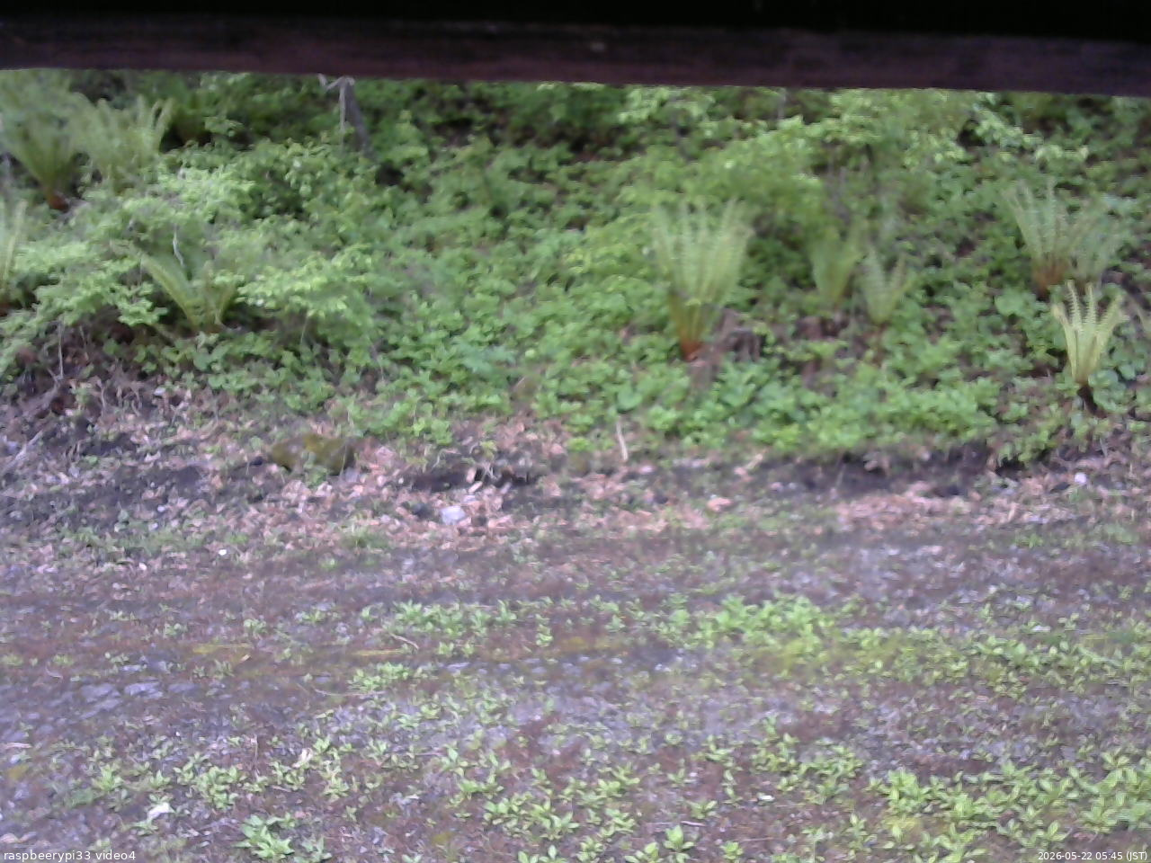 長野県菅平高原 ゆたか山荘 東側(坂下) 2026/05/22 05:45