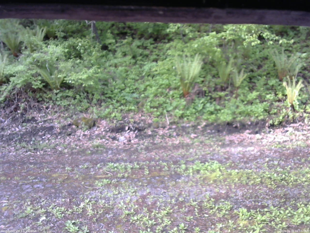 長野県菅平高原 ゆたか山荘 東側(坂下) 2026/05/22 06:15