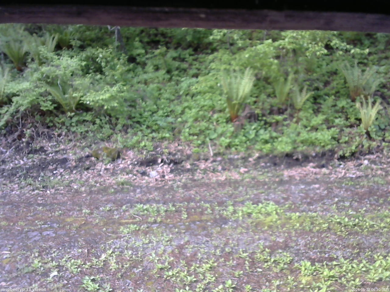 長野県菅平高原 ゆたか山荘 東側(坂下) 2026/05/22 06:30