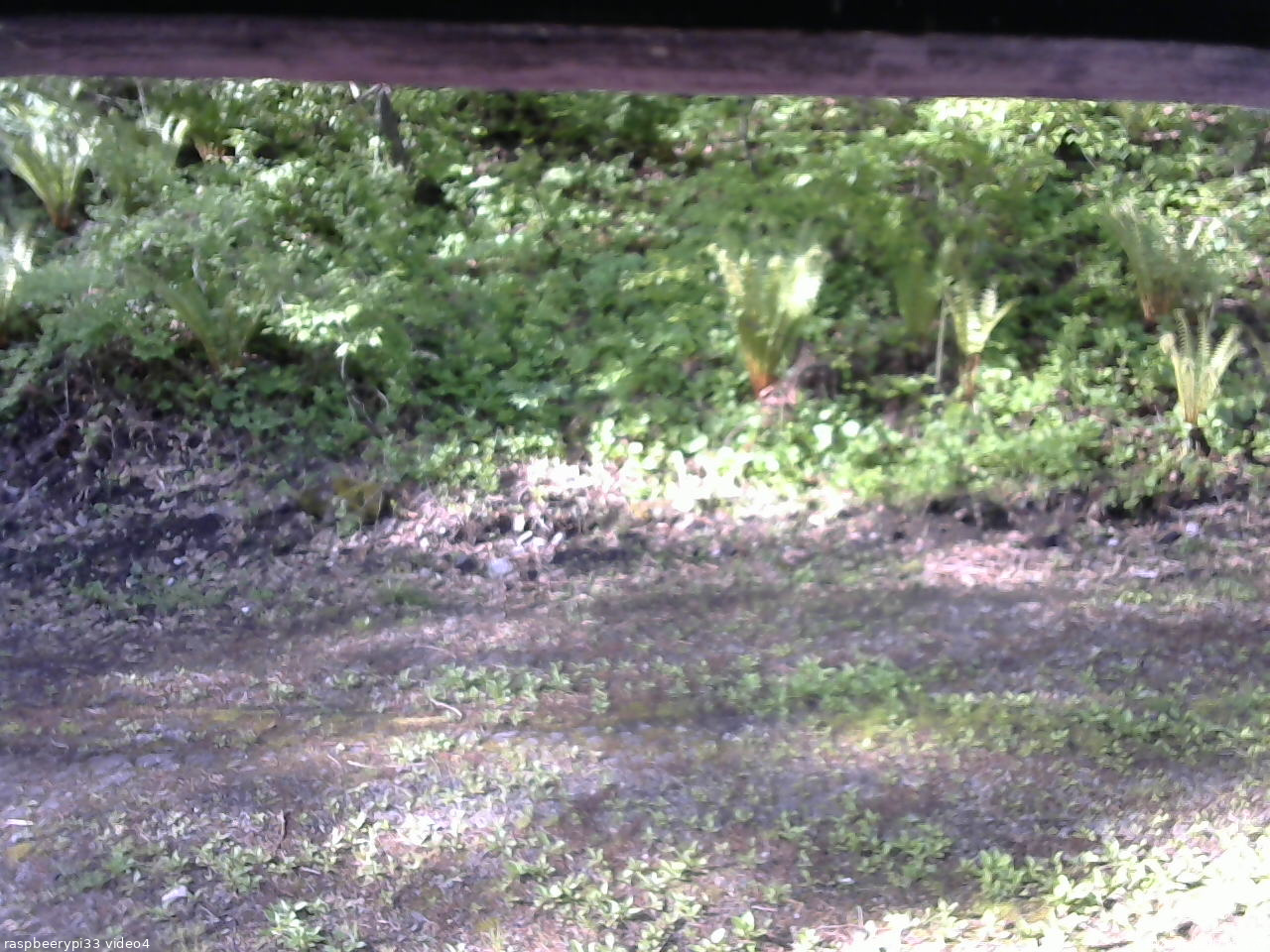 長野県菅平高原 ゆたか山荘 東側(坂下) 2026/05/22 07:00