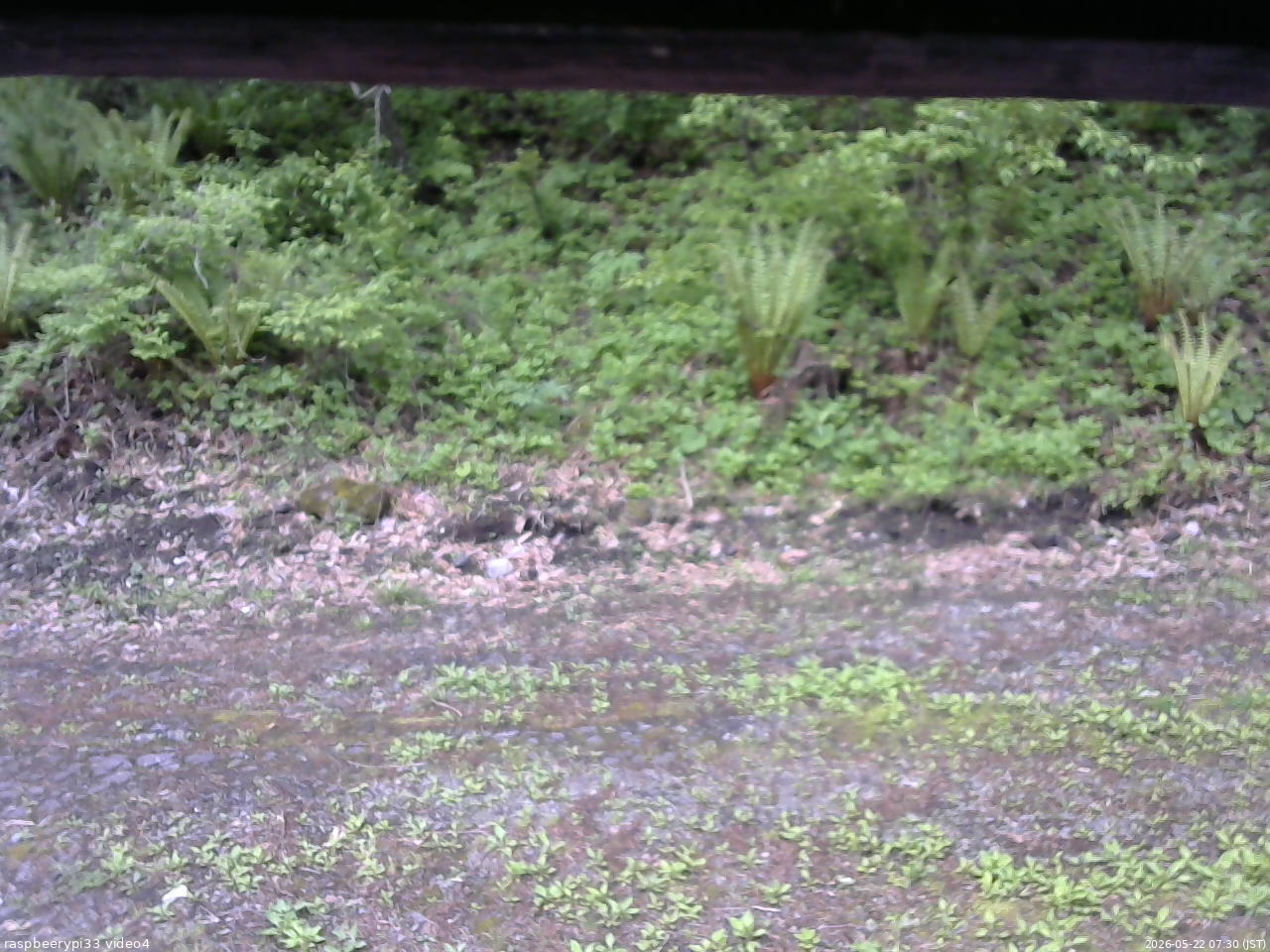 長野県菅平高原 ゆたか山荘 東側(坂下) 2026/05/22 07:30