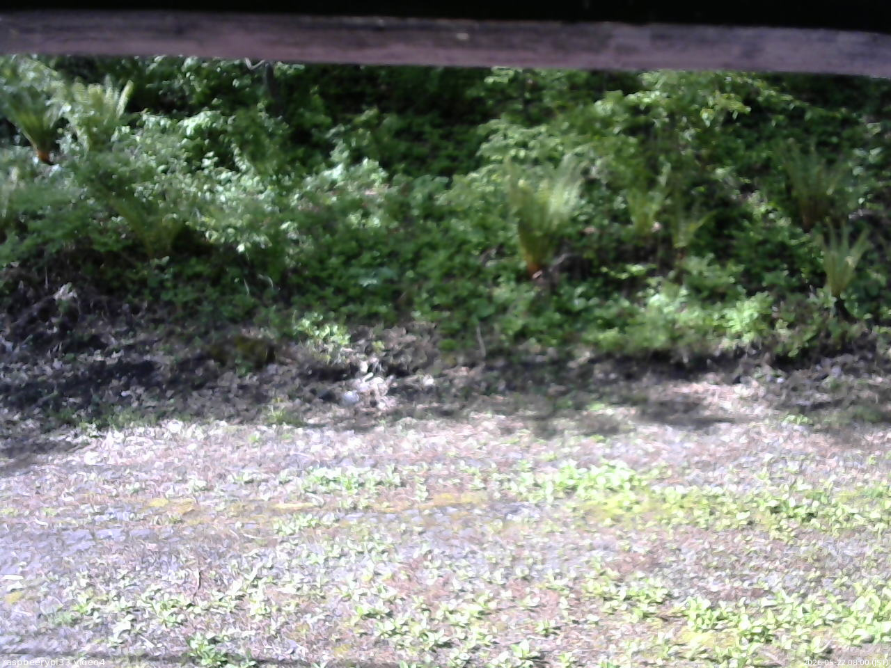 長野県菅平高原 ゆたか山荘 東側(坂下) 2026/05/22 08:00