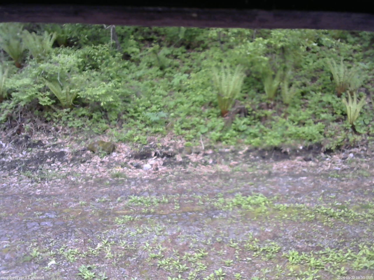 長野県菅平高原 ゆたか山荘 東側(坂下) 2026/05/22 08:30