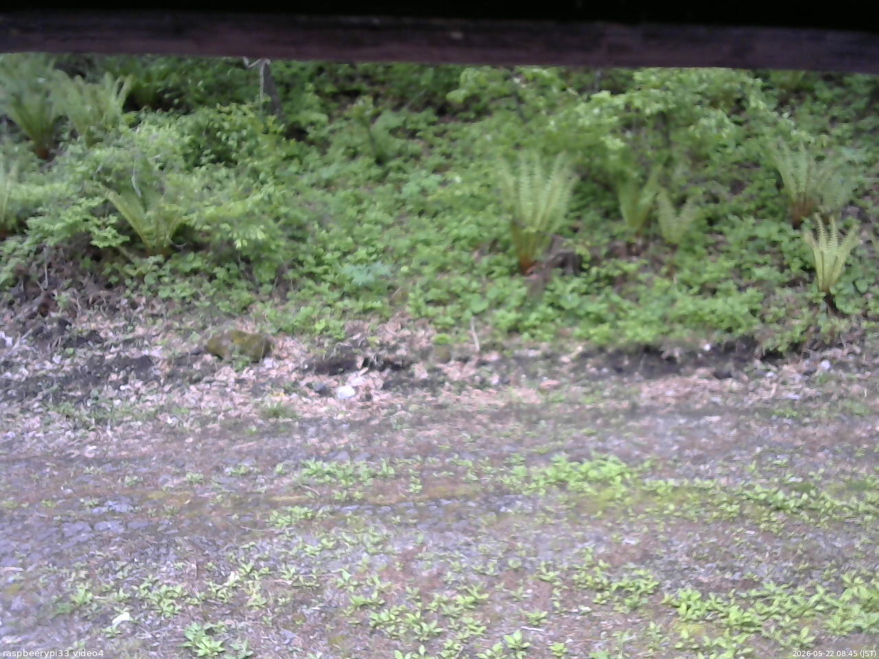 長野県菅平高原 ゆたか山荘 東側(坂下) 2026/05/22 08:45