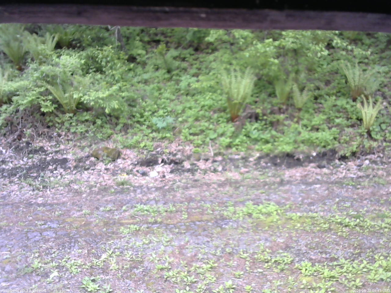 長野県菅平高原 ゆたか山荘 東側(坂下) 2026/05/22 09:45