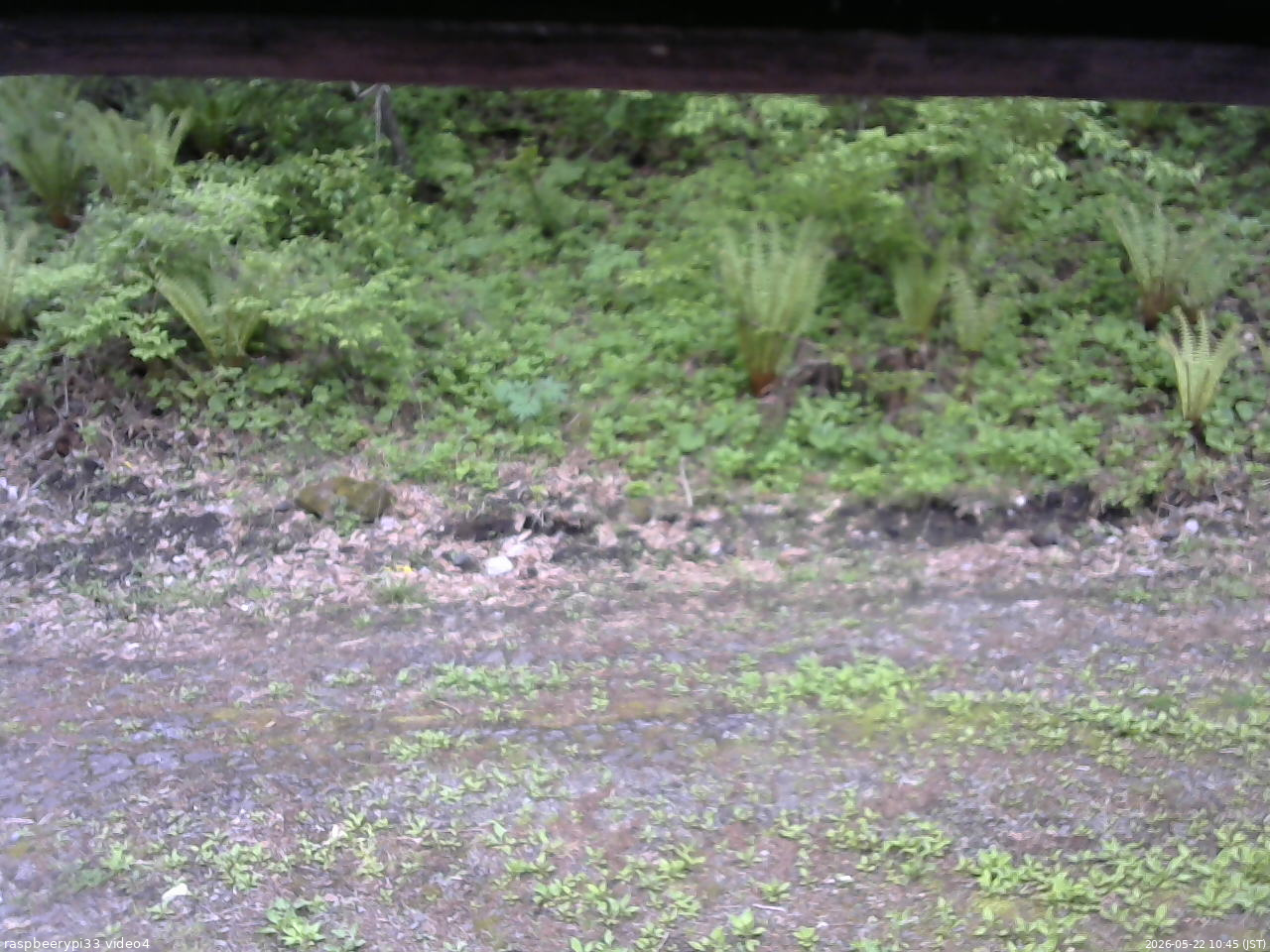 長野県菅平高原 ゆたか山荘 東側(坂下) 2026/05/22 10:45