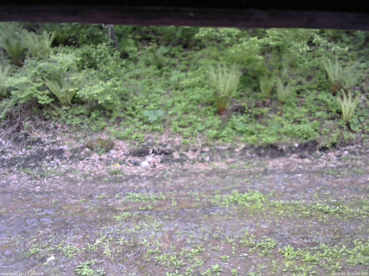 長野県菅平高原 ゆたか山荘 東側(坂下) 2026/05/22 11:00