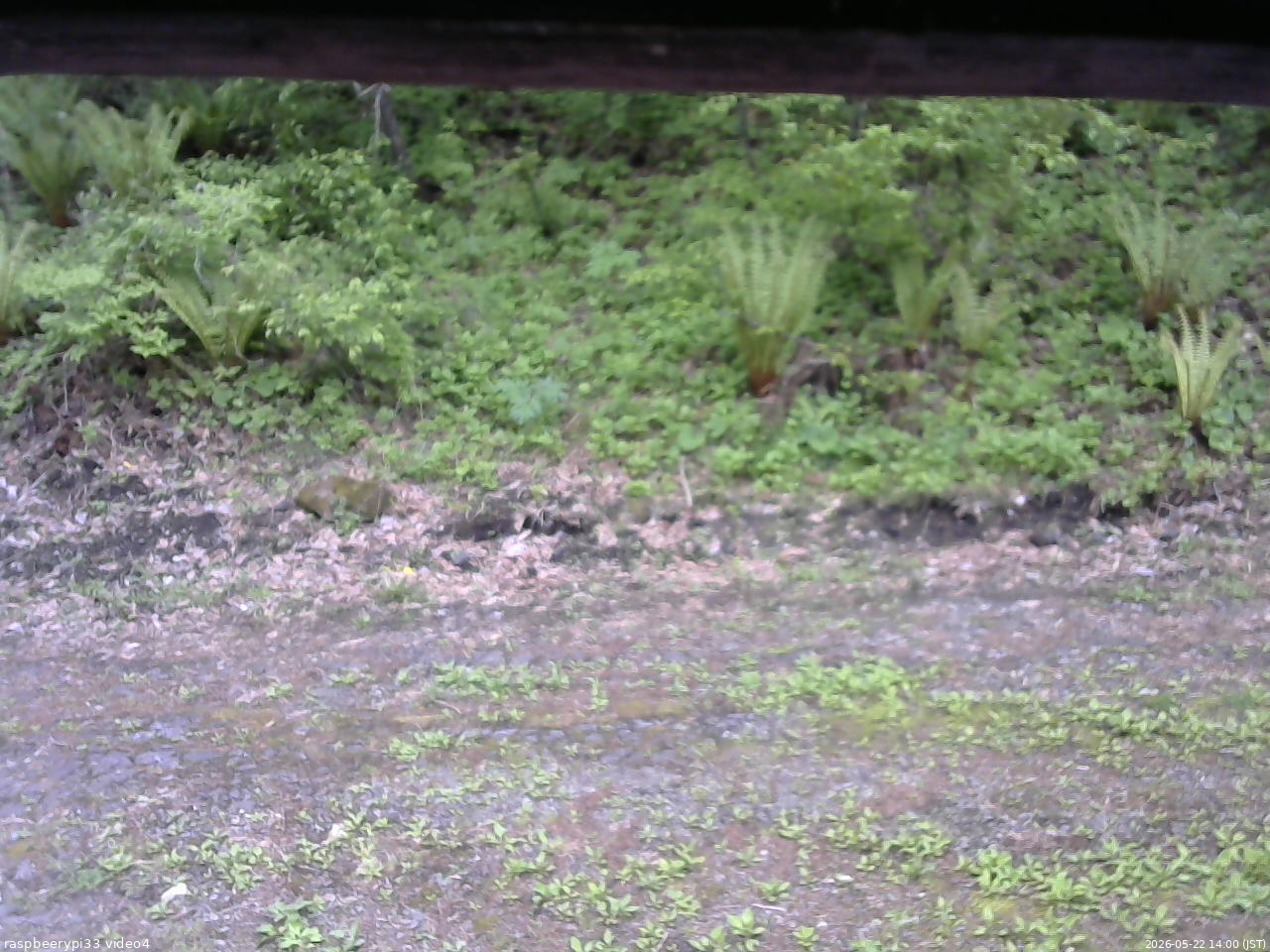 長野県菅平高原 ゆたか山荘 東側(坂下) 2026/05/22 14:00
