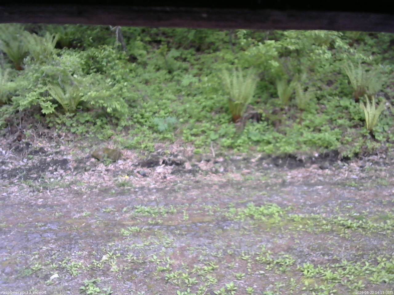 長野県菅平高原 ゆたか山荘 東側(坂下) 2026/05/22 14:15