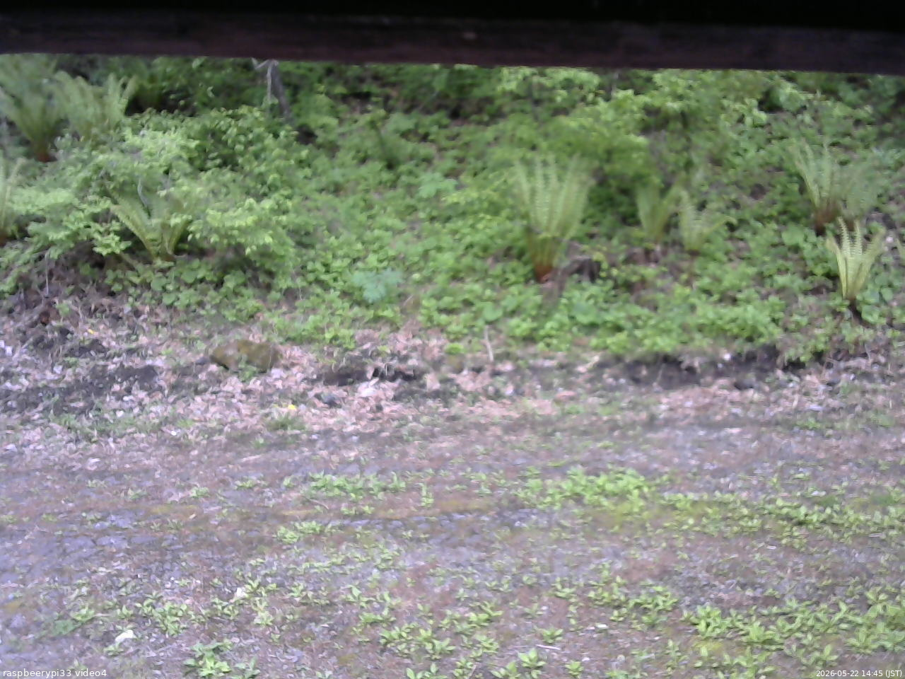 長野県菅平高原 ゆたか山荘 東側(坂下) 2026/05/22 14:45