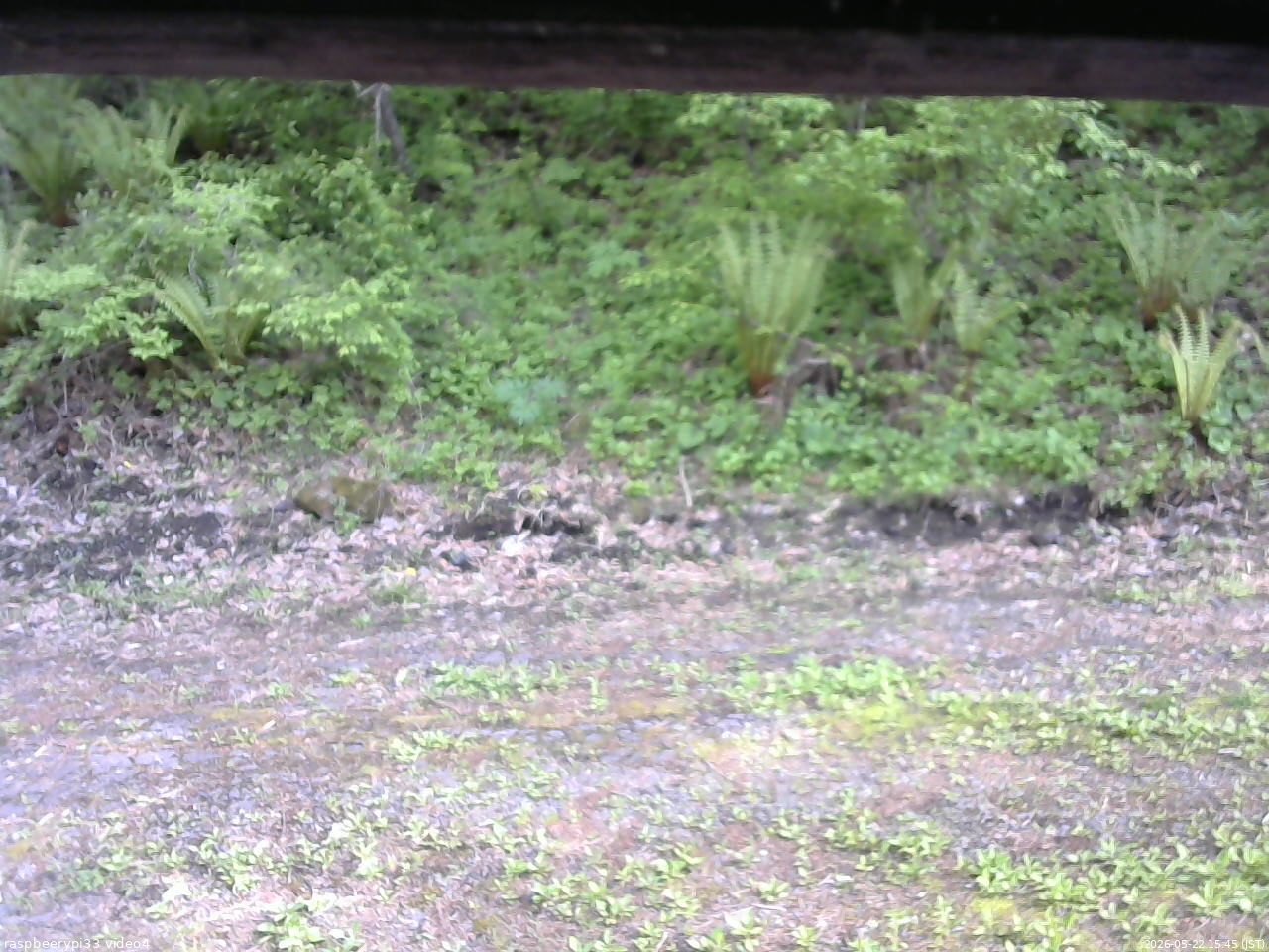 長野県菅平高原 ゆたか山荘 東側(坂下) 2026/05/22 15:45