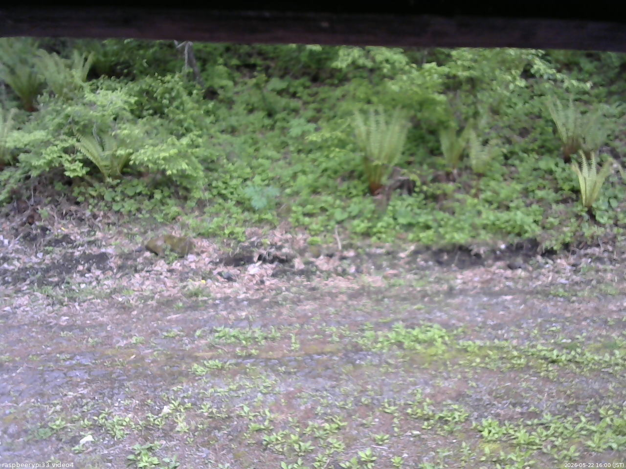 長野県菅平高原 ゆたか山荘 東側(坂下) 2026/05/22 16:00