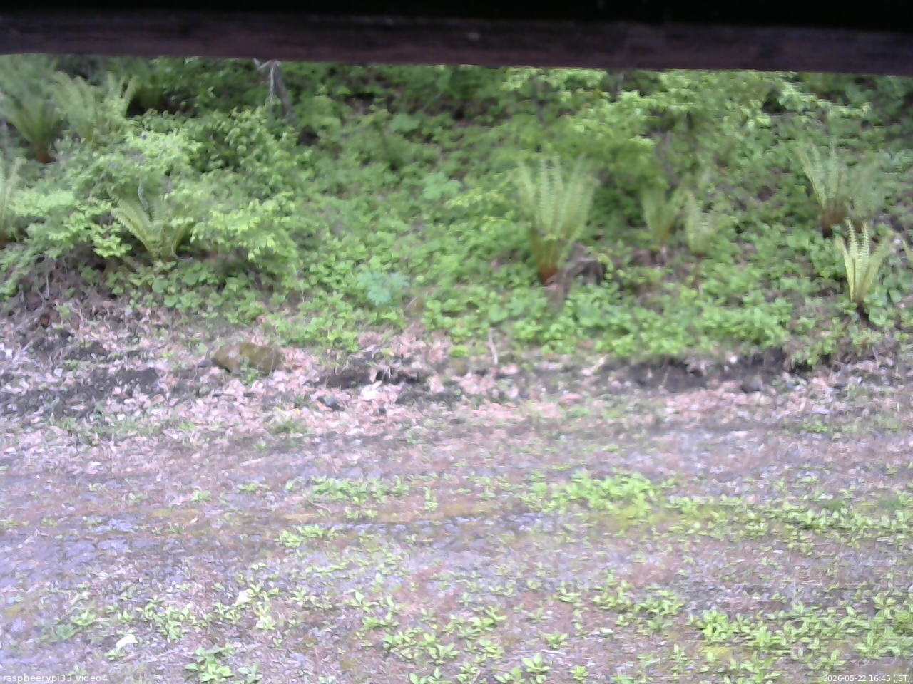 長野県菅平高原 ゆたか山荘 東側(坂下) 2026/05/22 16:45